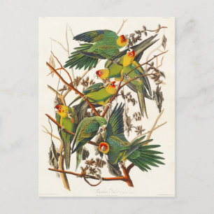 Carolina Parrot John Audubon Briefkaart