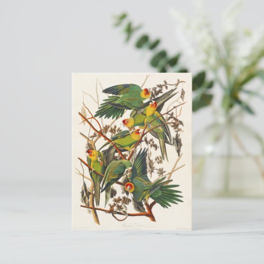 Carolina Parrot John Audubon Briefkaart (Staand voorkant)