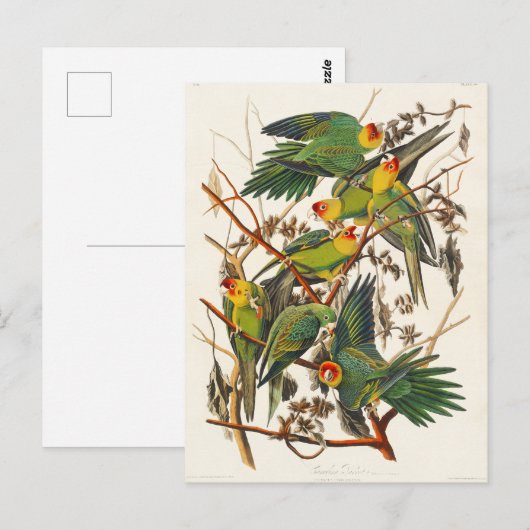 Carolina Parrot John Audubon Briefkaart (Voorkant / Achterkant)