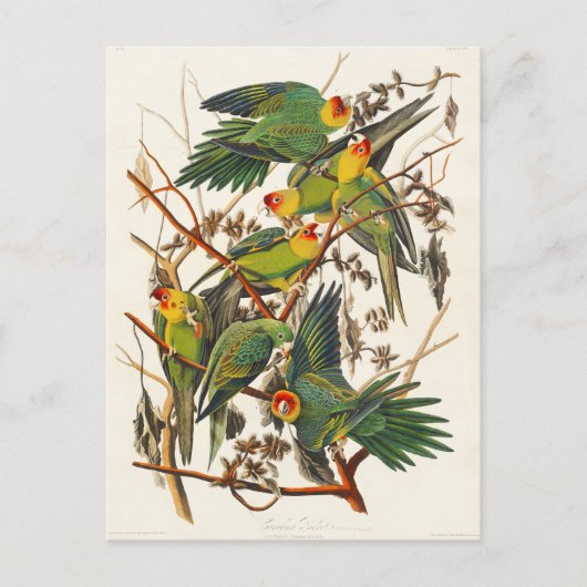 Carolina Parrot John Audubon Briefkaart (Voorkant)