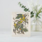 Carolina Parrot - John James Audubon (1827-1838) Briefkaart (Staand voorkant)