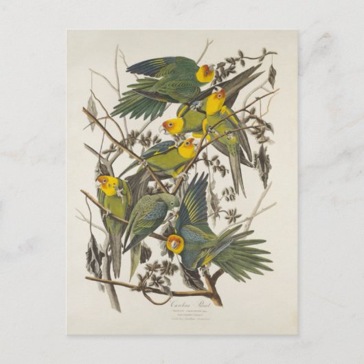 Carolina Parrot - John James Audubon (1827-1838) Briefkaart (Voorkant)