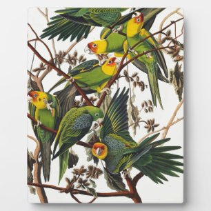 Carolina Parrot - John James Audubon (1827-1838) Fotoplaat