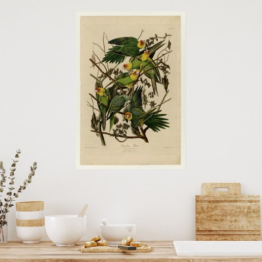 Carolina Parrot Poster (Keuken)