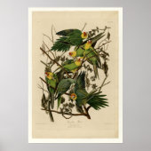 Carolina Parrot Poster (Voorkant)