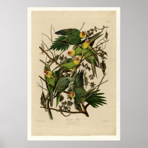 Carolina Parrot Poster