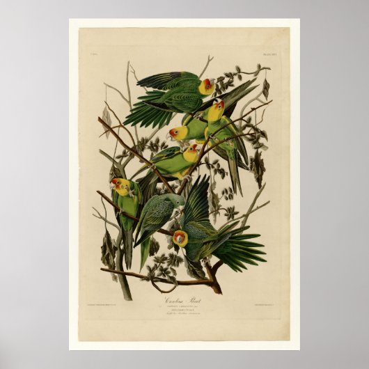 Carolina Parrot Poster (Voorkant)
