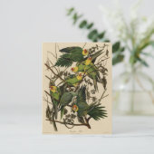 Carolina Parrot uit Audubon's Birds of America Briefkaart (Staand voorkant)