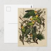 Carolina Parrot uit Audubon's Birds of America Briefkaart (Voorkant / Achterkant)