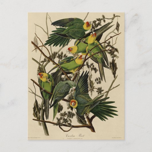 Carolina Parrot uit Audubon's Birds of America Briefkaart (Voorkant)