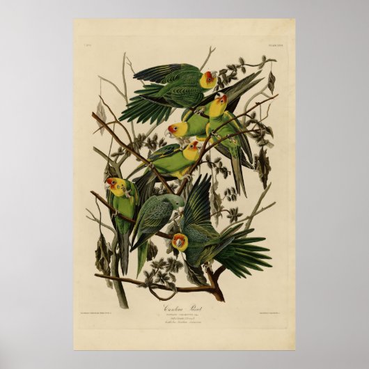 Carolina Parrot uit Audubon's Birds of America Poster (Voorkant)