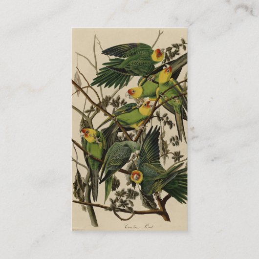 Carolina Parrot uit Audubon's Birds of America Visitekaartje (Achterkant)