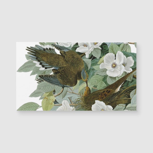 Carolina Pigeon Audubon Morning Dove (Voorkant)