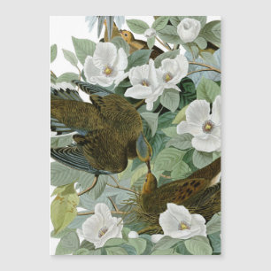 Carolina Pigeon Audubon Morning Dove