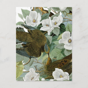Carolina Pigeon Audubon Morning Dove Briefkaart