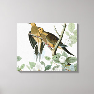 Carolina Pigeon Audubon Morning Dove Canvas Afdruk