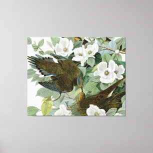 Carolina Pigeon Audubon Morning Dove Canvas Afdruk