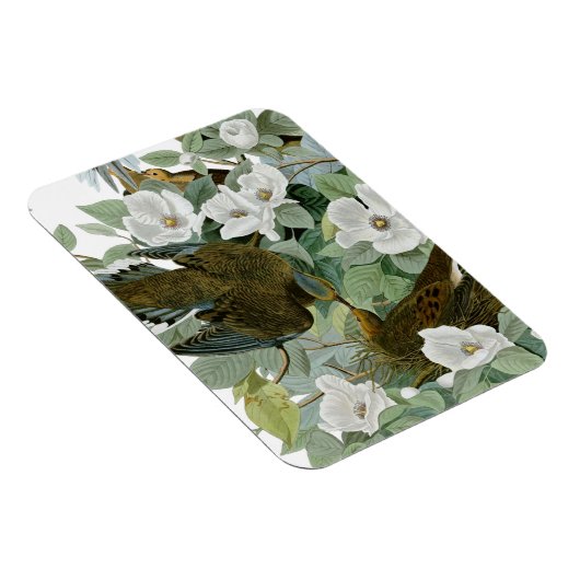 Carolina Pigeon Audubon Morning Dove Magneet (Rechterzijde)