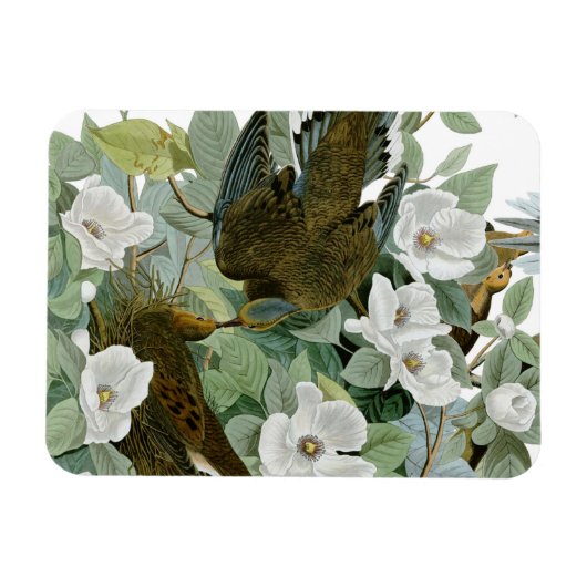 Carolina Pigeon Audubon Morning Dove Magneet (Horizontaal)