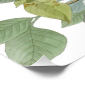 Carolina Pigeon Audubon Morning Dove Perfect Poster (Hoek)