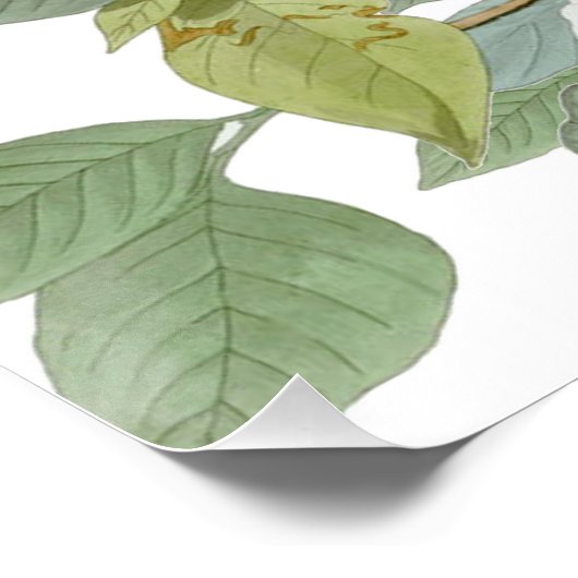 Carolina Pigeon Audubon Morning Dove Perfect Poster (Hoek)