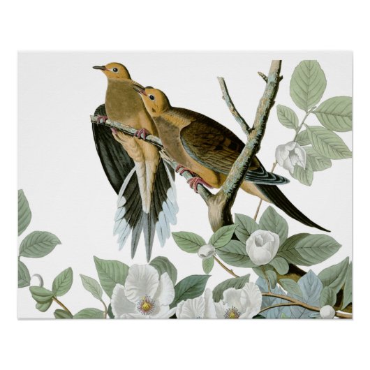 Carolina Pigeon Audubon Morning Dove Perfect Poster (Voorkant)