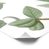 Carolina Pigeon Audubon Morning Dove Perfect Poster (Hoek)