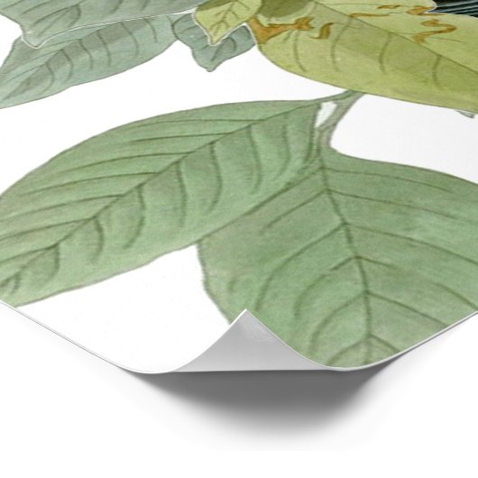 Carolina Pigeon Audubon Morning Dove Poster (Hoek)