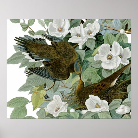 Carolina Pigeon Audubon Morning Dove Poster (Voorkant)