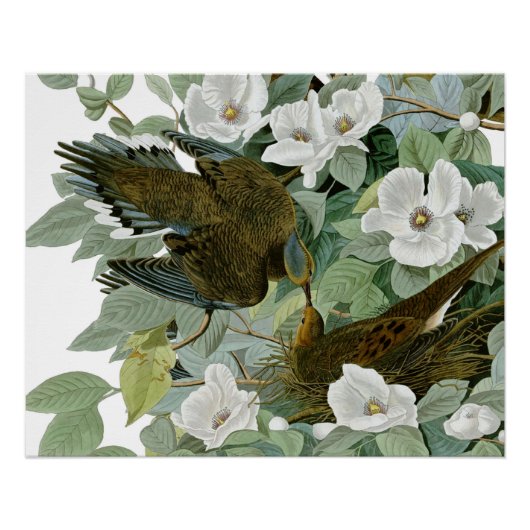 Carolina Pigeon Audubon Morning Dove Poster (Voorkant)