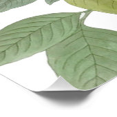 Carolina Pigeon Audubon Morning Dove Poster (Hoek)