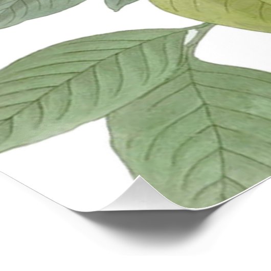 Carolina Pigeon Audubon Morning Dove Poster (Hoek)