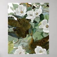 Carolina Pigeon Audubon Morning Dove