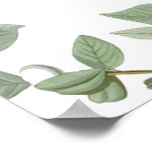 Carolina Pigeon Audubon Morning Dove Poster (Hoek)