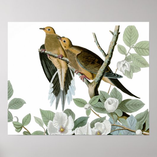 Carolina Pigeon Audubon Morning Dove Poster (Voorkant)
