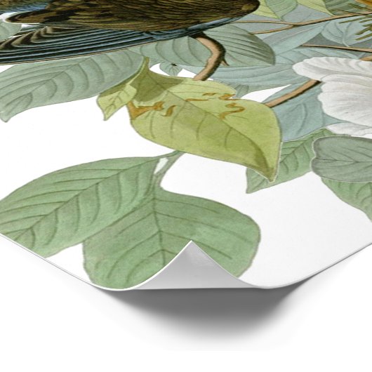 Carolina Pigeon Audubon Morning Dove Poster (Hoek)