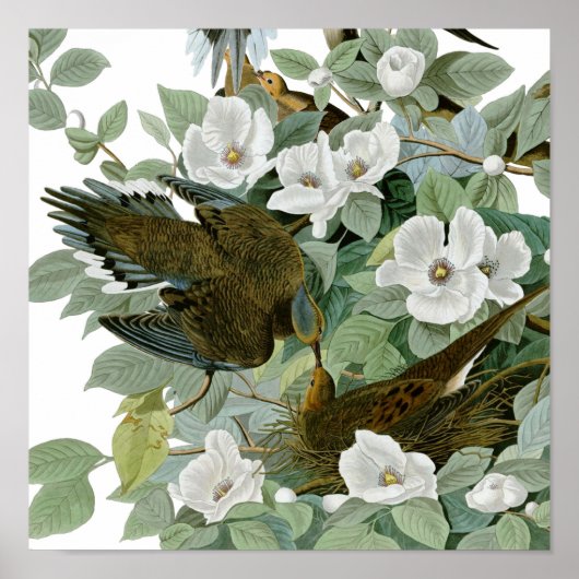 Carolina Pigeon Audubon Morning Dove Poster (Voorkant)