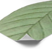 Carolina Pigeon Audubon Morning Dove Poster (Hoek)