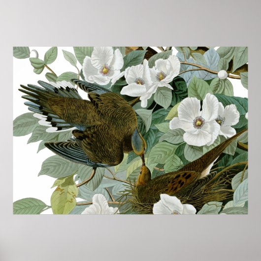 Carolina Pigeon Audubon Morning Dove Poster (Voorkant)