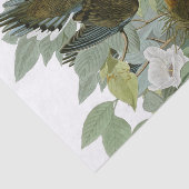 Carolina Pigeon Audubon Morning Dove Tissuepapier (Detail)