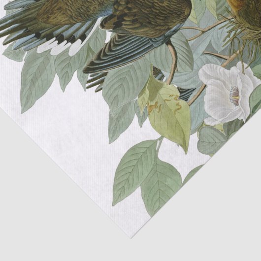 Carolina Pigeon Audubon Morning Dove Tissuepapier (Detail)