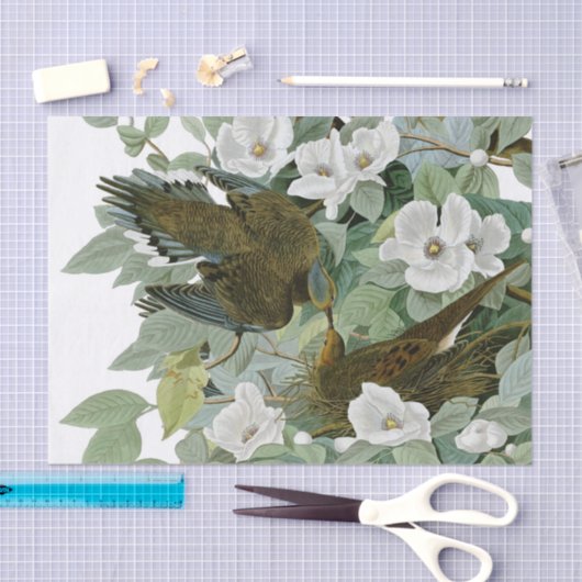 Carolina Pigeon Audubon Morning Dove Tissuepapier (Craft)