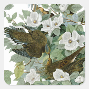 Carolina Pigeon Audubon Morning Dove Vierkante Sticker