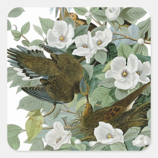 Carolina Pigeon Audubon Morning Dove Vierkante Sticker (Voorkant)