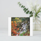 Carolina Stream Briefkaart (Staand voorkant)