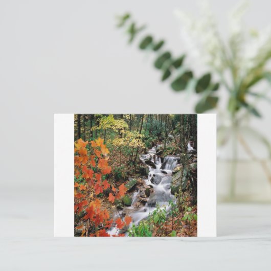 Carolina Stream Briefkaart (Staand voorkant)