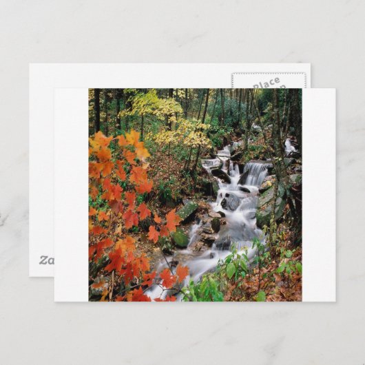 Carolina Stream Briefkaart (Voorkant / Achterkant)
