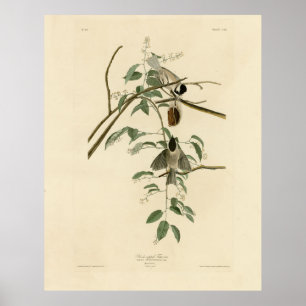 Carolina Titmouse van Audubon's Birds of America Poster