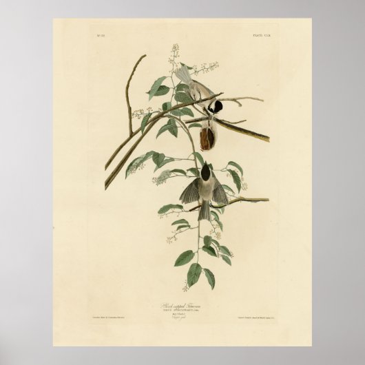 Carolina Titmouse van Audubon's Birds of America Poster (Voorkant)