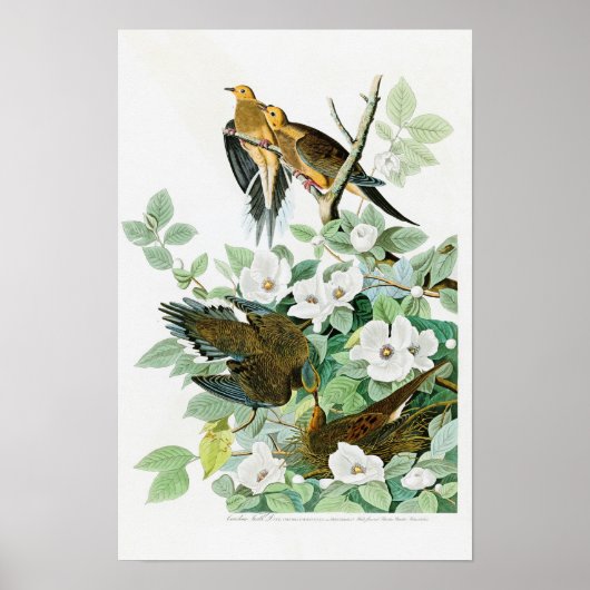 Carolina Turtle Dove John Audubon Birds of America Poster (Voorkant)